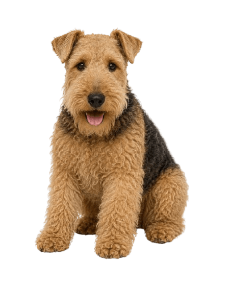 Lakeland Terrier dog