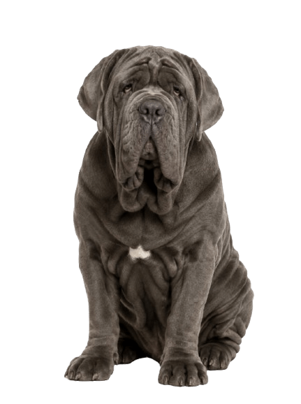 Neapolitan Mastiff dog