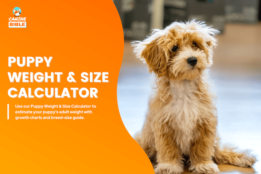 Puppy Weight & Size Calculator