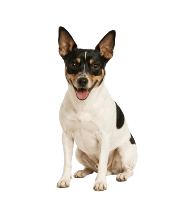 Rat Terrier dog breed