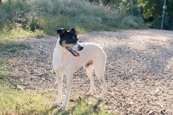 Rat Terrier standing