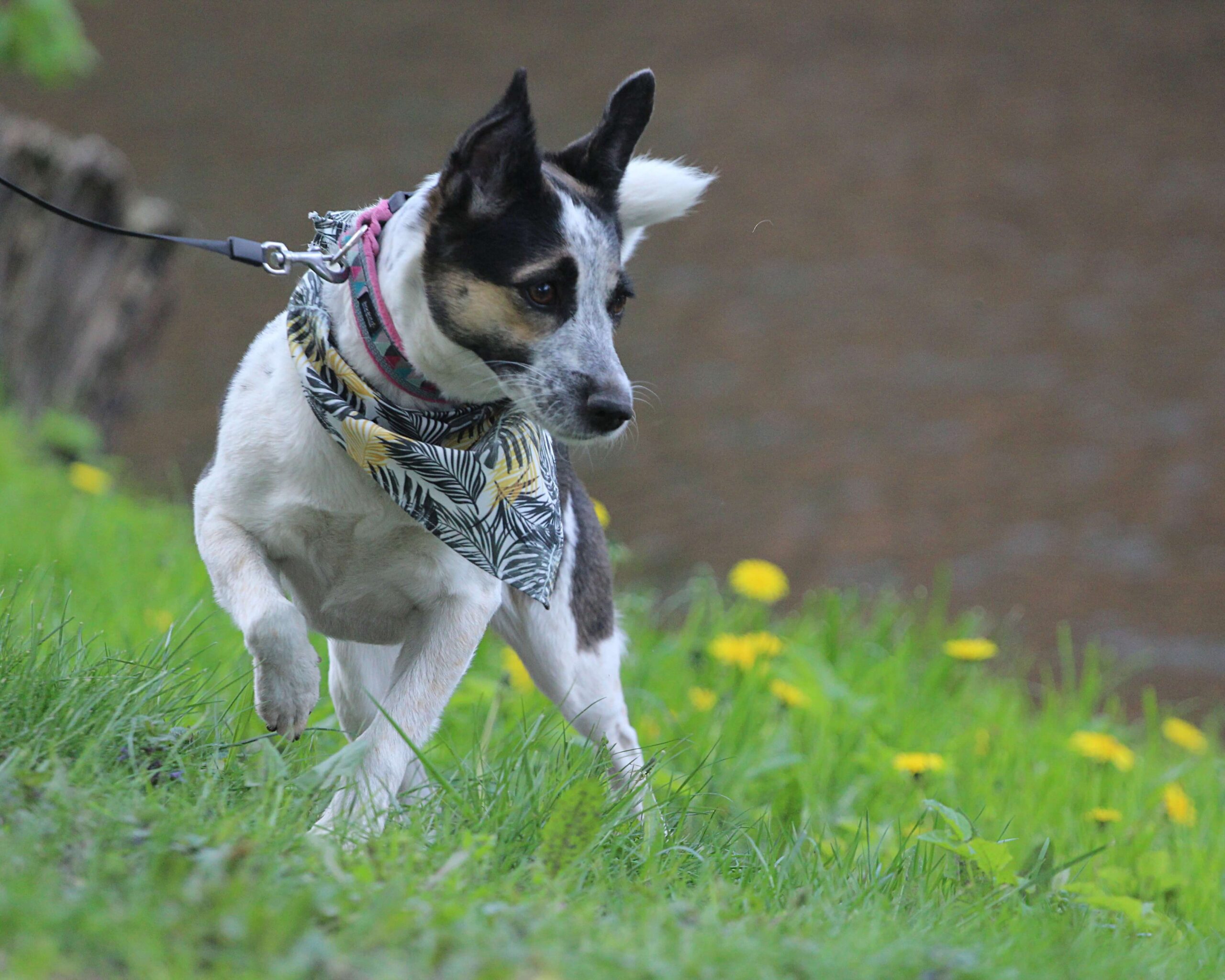 Rat Terrier walking