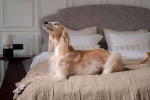 Saluki dog bedroom