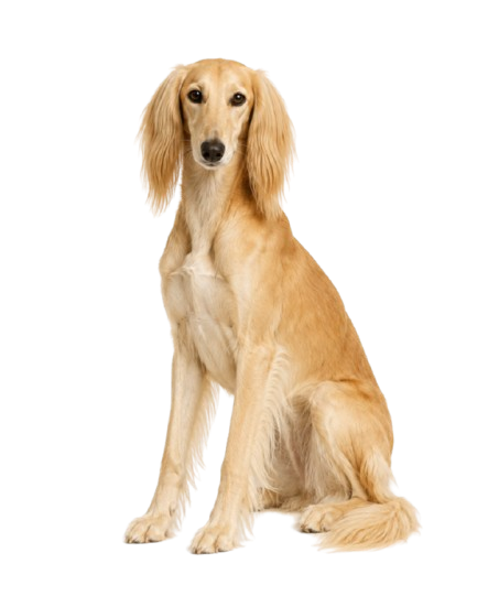 Saluki dog