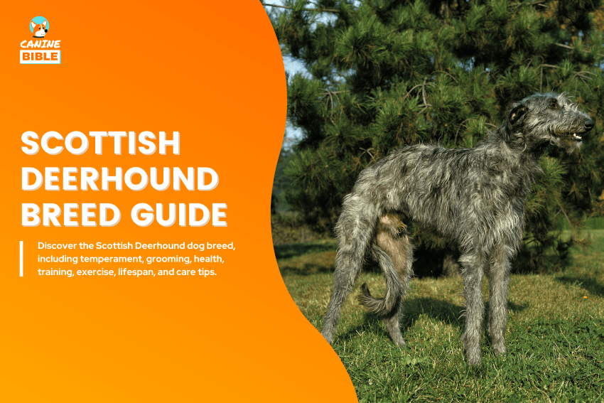 Scottish Deerhound Dog breed guide