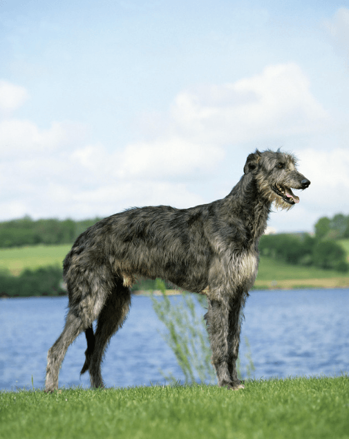 Scottish Deerhound dog