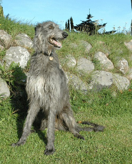 Scottish Deerhound dog outside