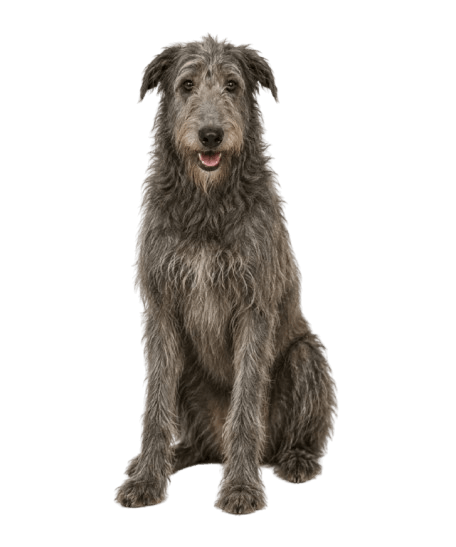 Scottish Deerhound dog