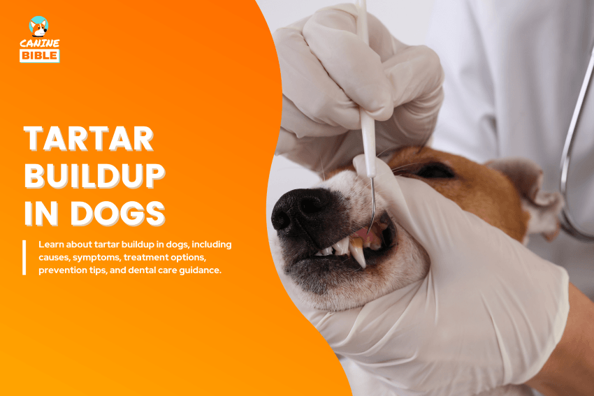 Tartar Buildup in dogs