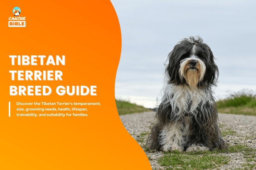 Tibetan Terrier Dog breed guide