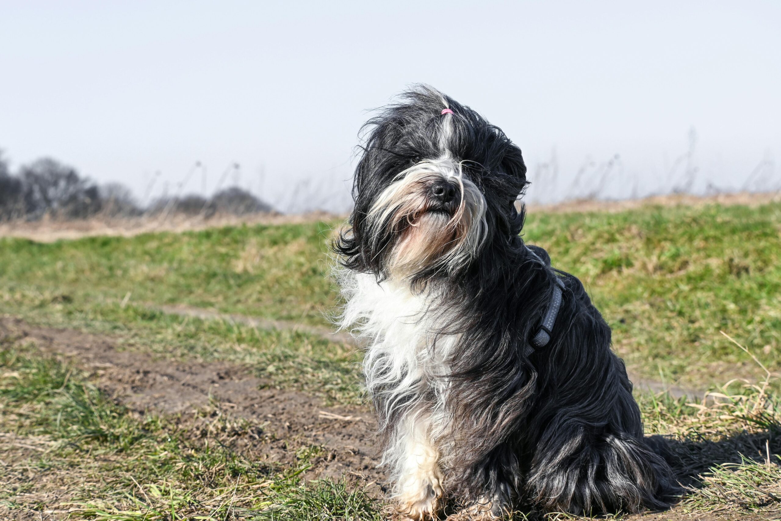 Tibetan Terrier dog