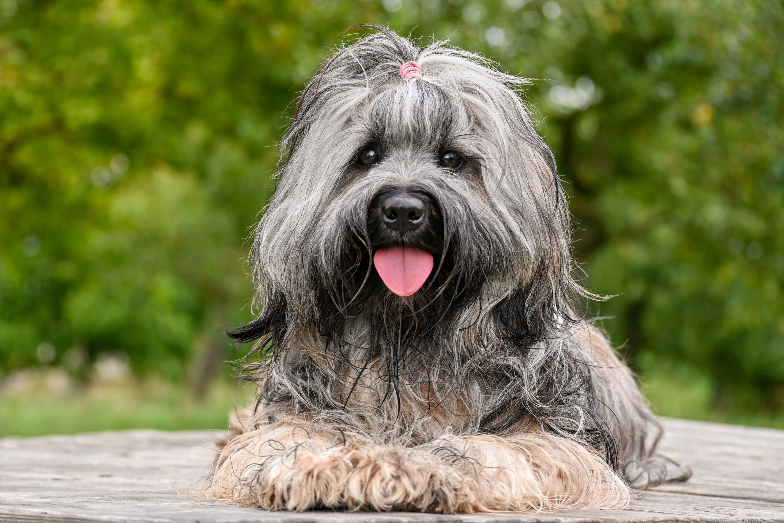 Tibetan Terrier dog