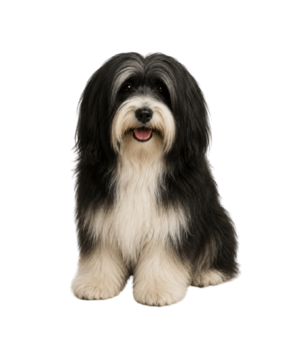 Tibetan Terrier