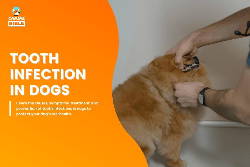 Tooth Infection in dogs