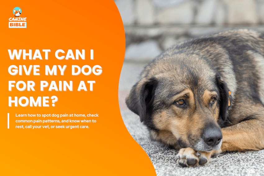 What Can I Give My Dog for Pain at Home?