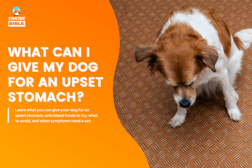 What Can I Give My Dog for an Upset Stomach?
