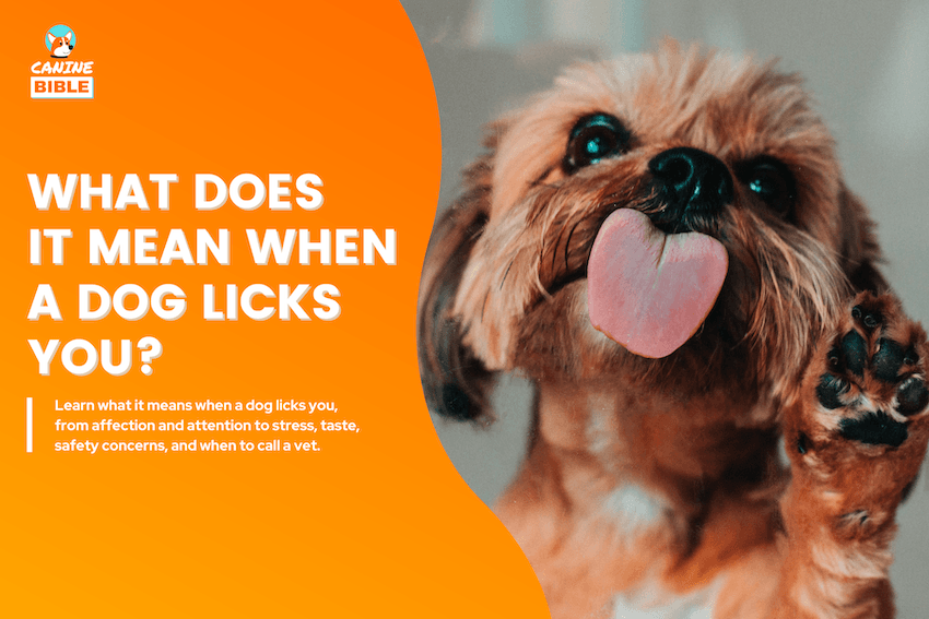 What Does It Mean When a Dog Licks You?