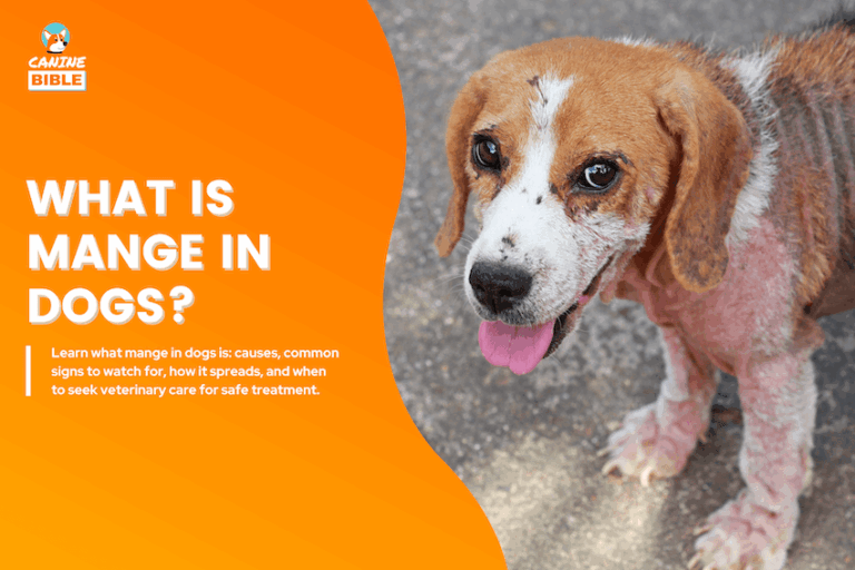 What Is Mange in Dogs?