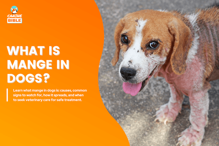 What Is Mange in Dogs?
