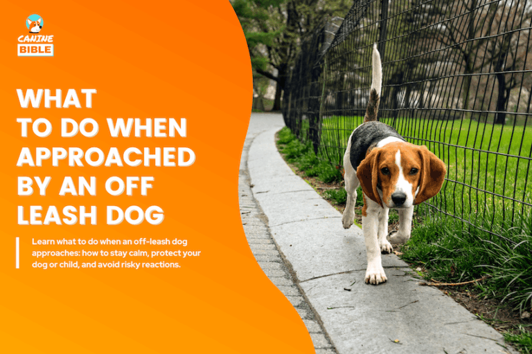 What to Do When Approached by an Off-Leash Dog