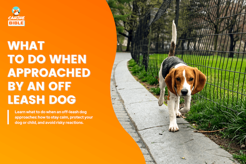 What to Do When Approached by an Off-Leash Dog