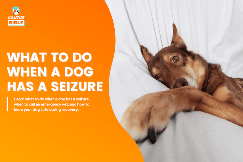 What to Do When a Dog Has a Seizure