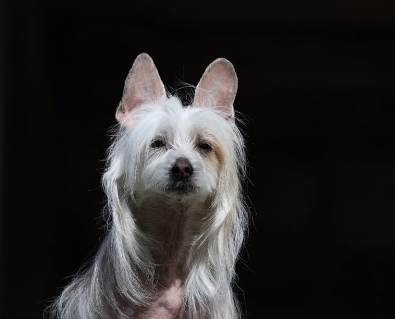 chinese crested dog