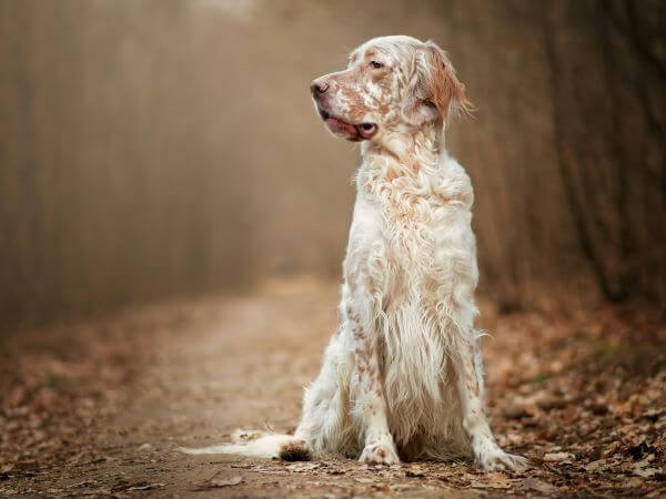 english setter sitting