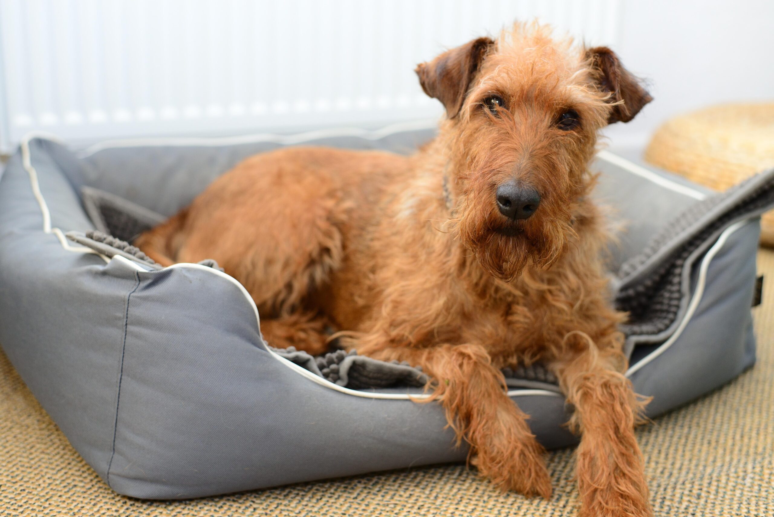 Irish terrier dog