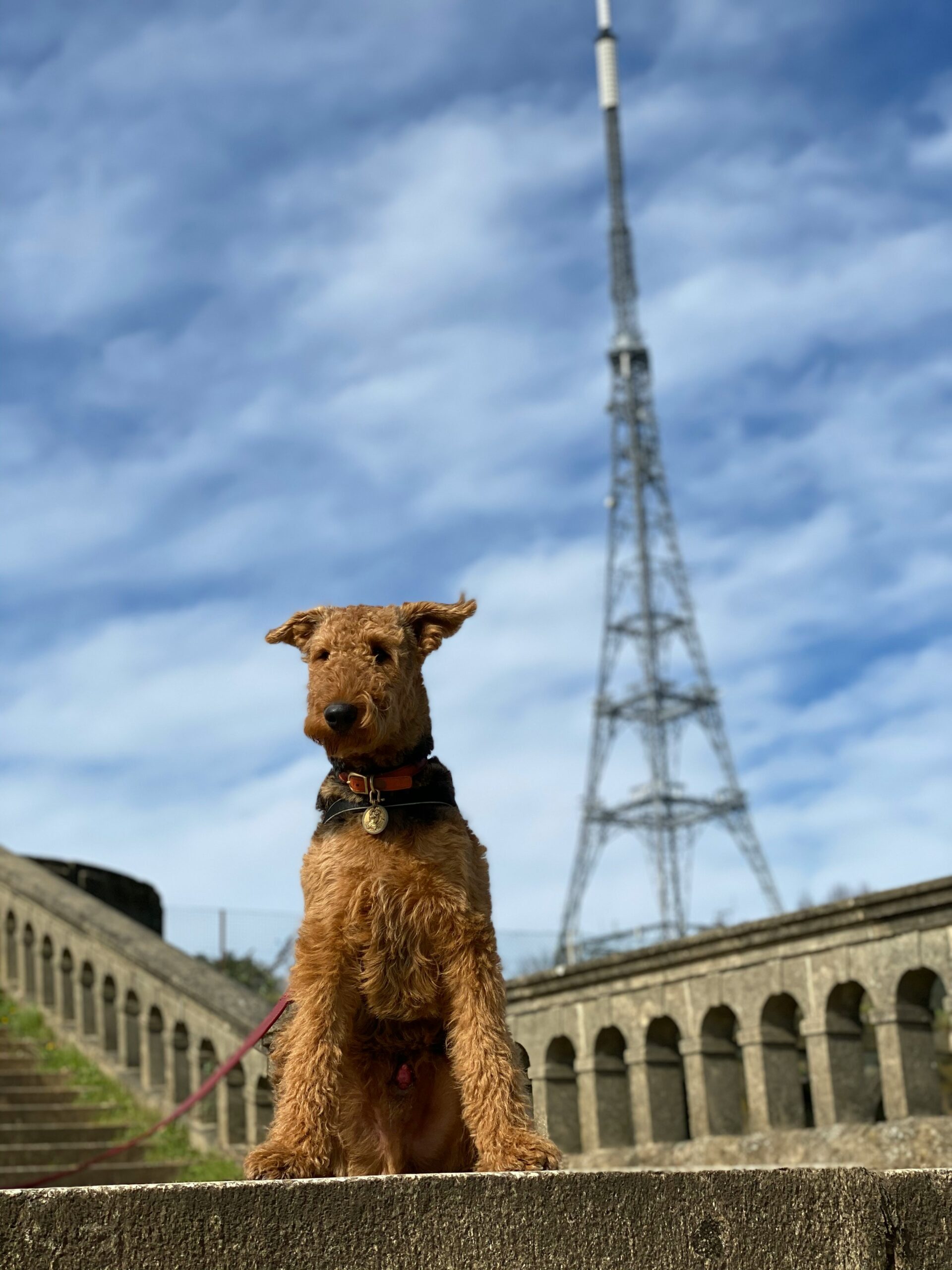 Irish terrier dog