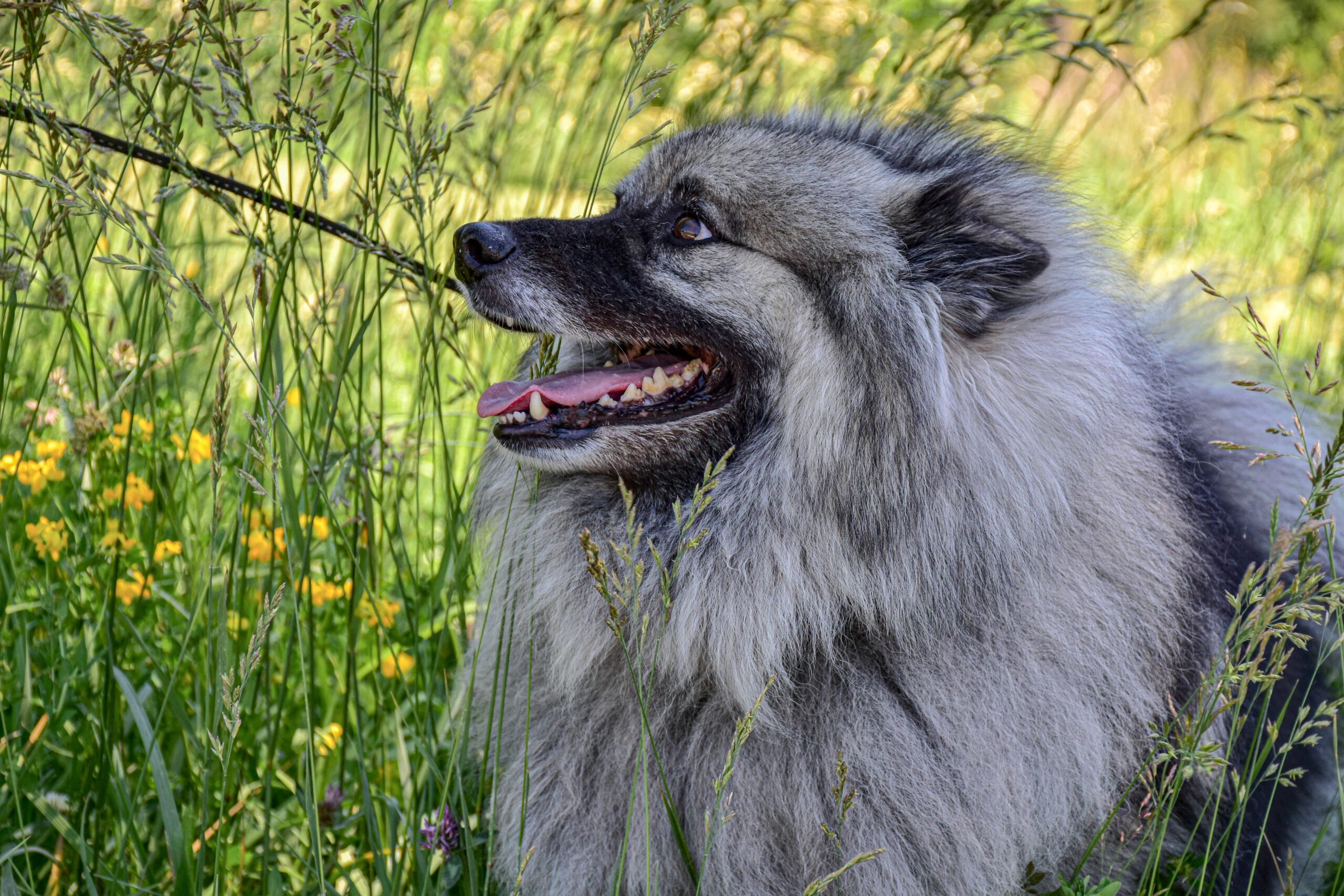 Keeshond dog