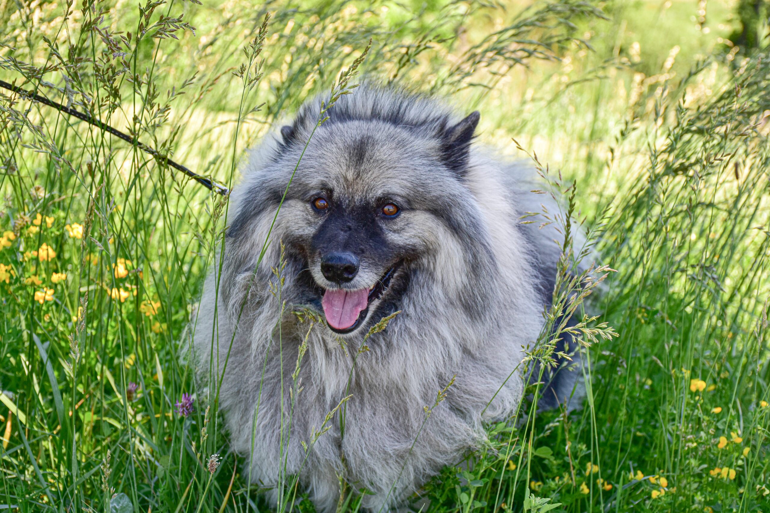 Keeshond dog 1
