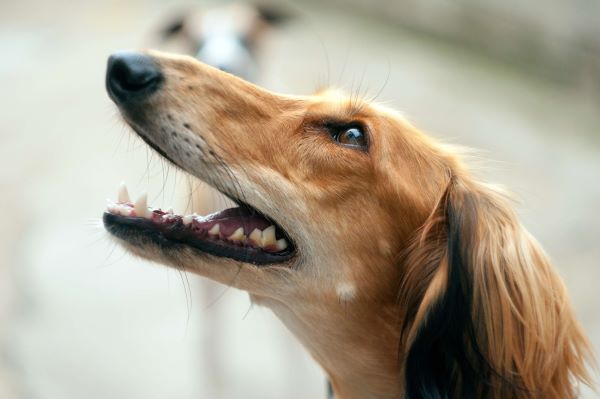 Saluki dog portrait