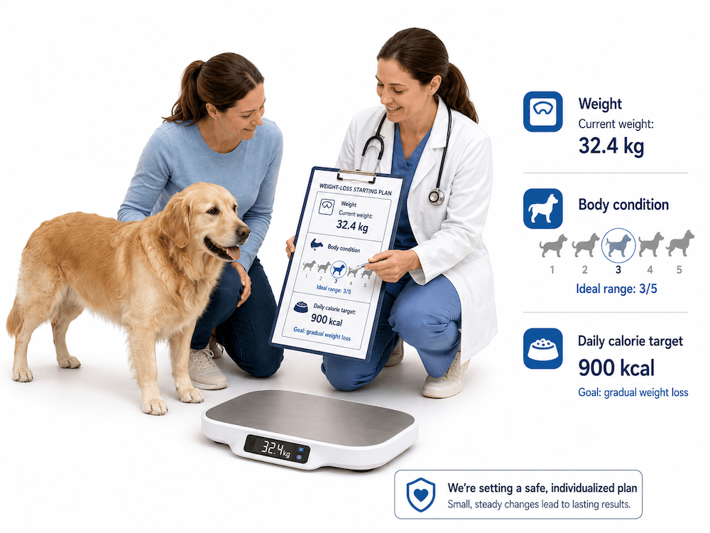 Veterinary weight-loss consultation for pets