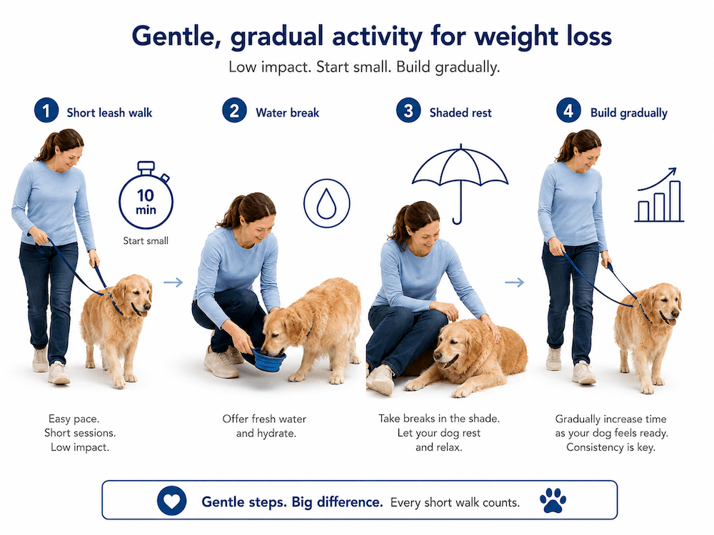 Gentle dog walking guide