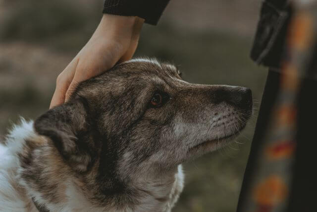 A Swedish Vallhund dog enjoys a gentle pet outdoor