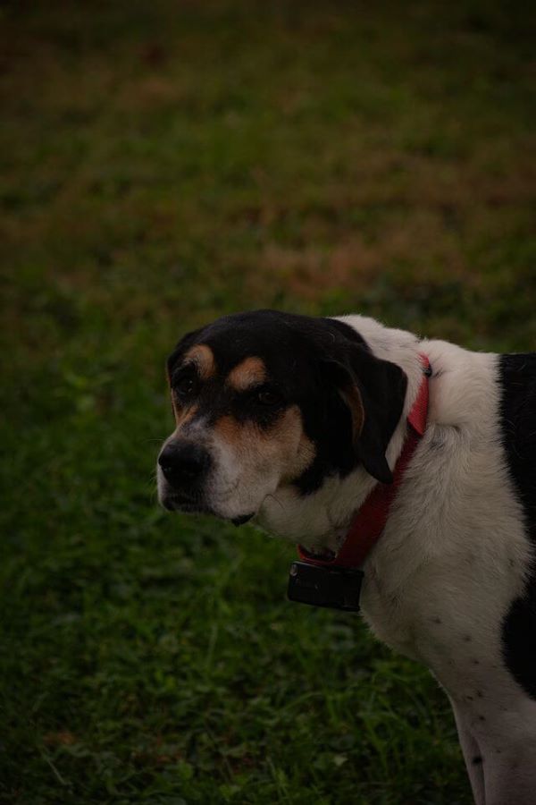 Treeing Walker Coonhound standing