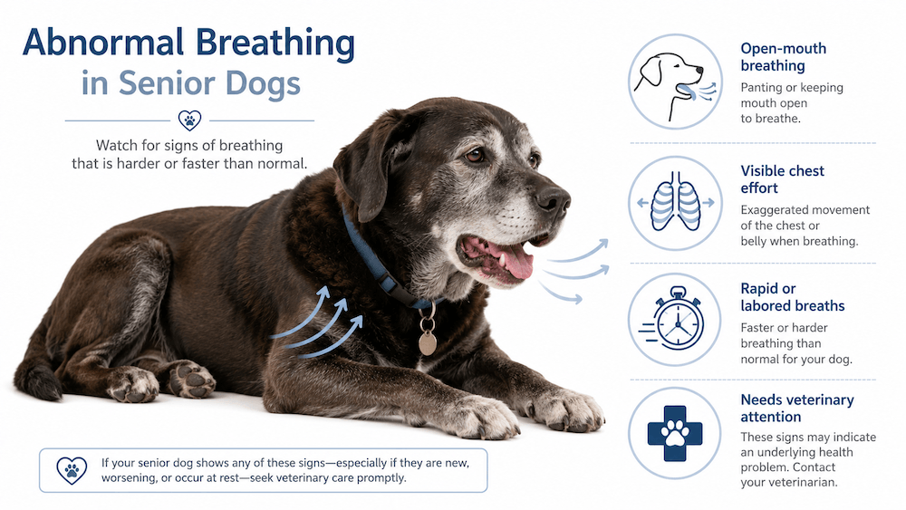 Abnormal breathing in senior dogs