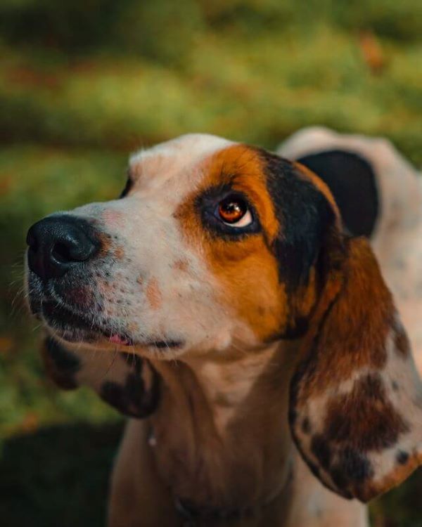 Adorable Treeing Walker Coonhound looking up