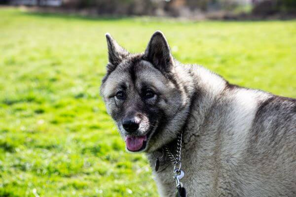 Adult Norwegian Elkhound standing