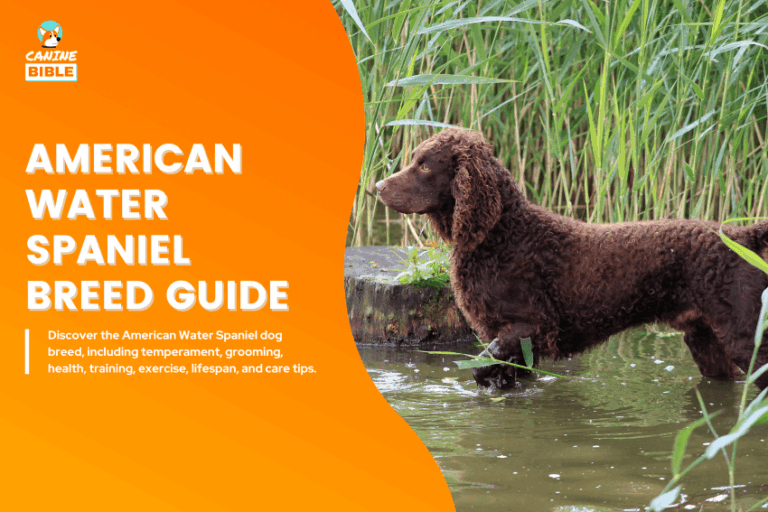 American Water Spaniel Dog