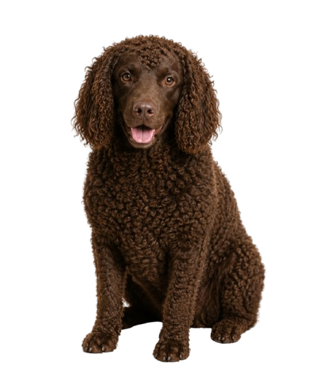 American Water Spaniel Dog