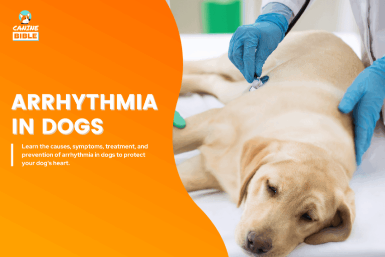 Arrhythmia in Dogs