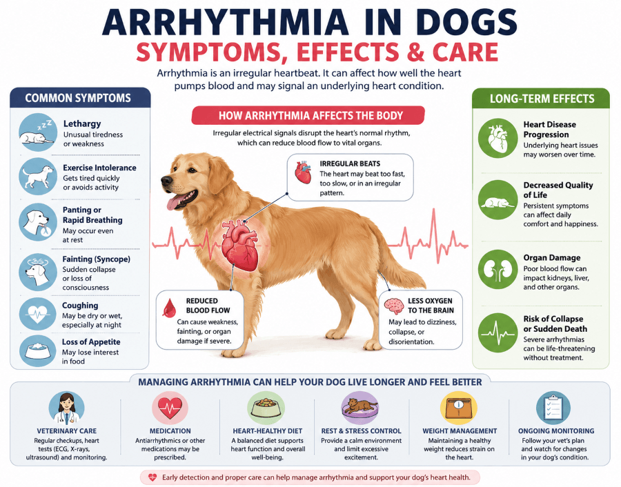 Arrythmia Dog Symptoms