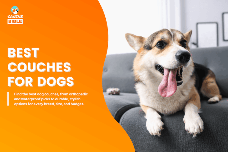 Best Couches for Dogs