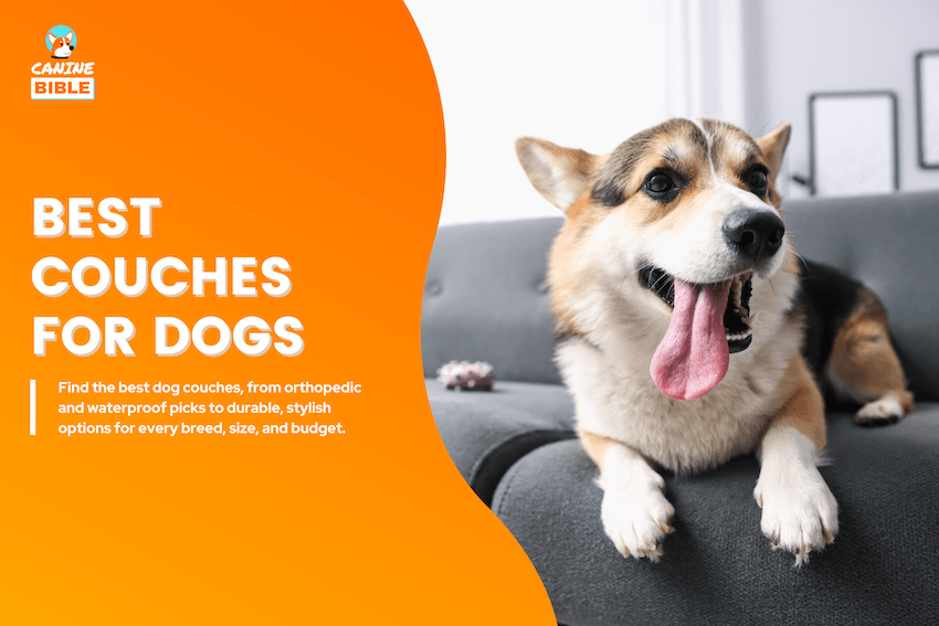 Best Couches for Dogs