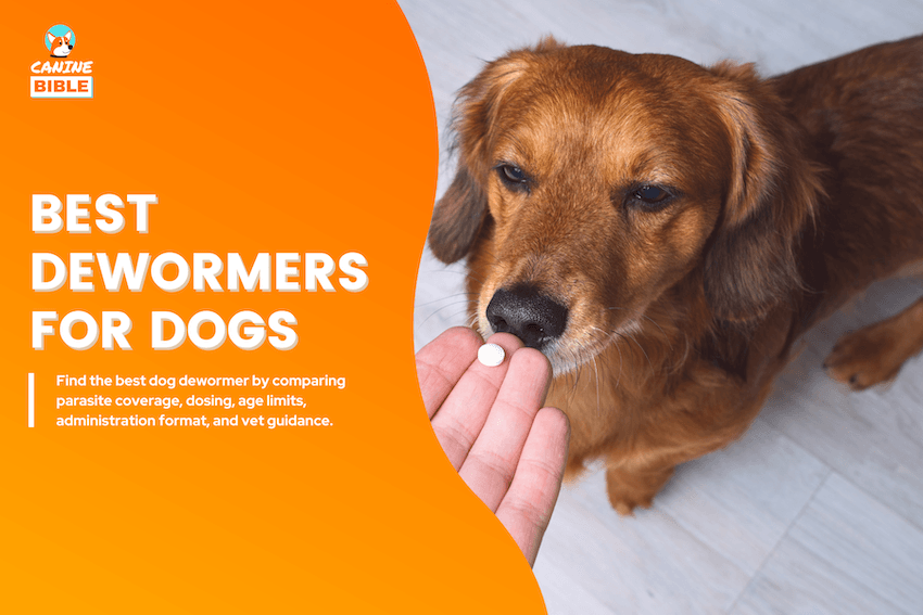 Best Dewormer for Dogs