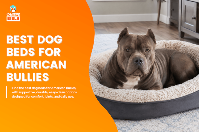 Best Dog Beds for American Bullies