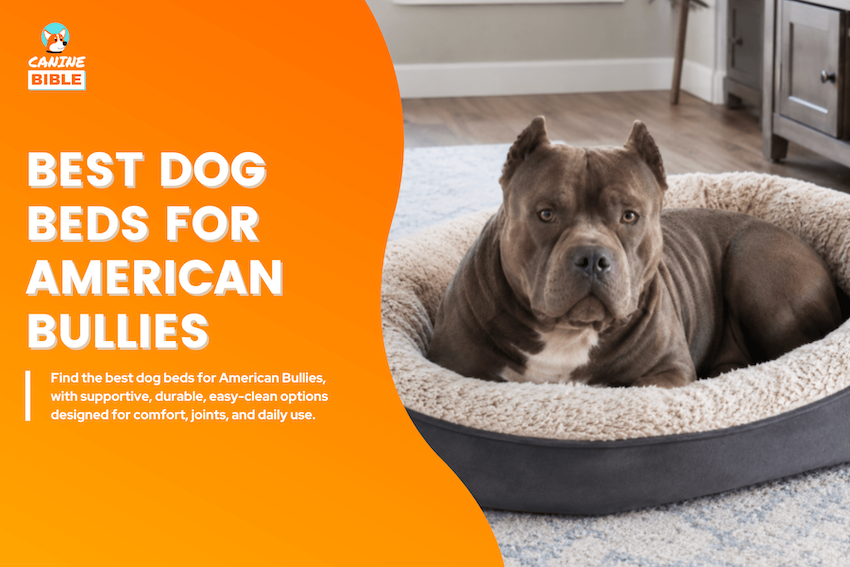 Best Dog Beds for American Bullies