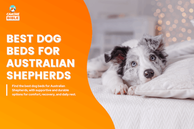 Best Dog Beds for Australian Shepherds